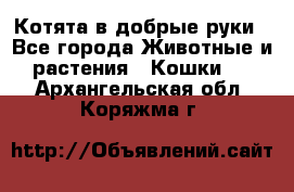 Котята в добрые руки - Все города Животные и растения » Кошки   . Архангельская обл.,Коряжма г.